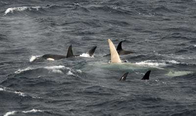 NOAA researcher says Arctic marine mammals are ecosystem sentinels