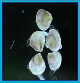 NOAA scientists find mosquito control pesticide low risk to juvenile oysters, hard clams