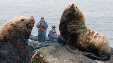 'No jeopardy' to steller sea lions from proposed fishery management changes