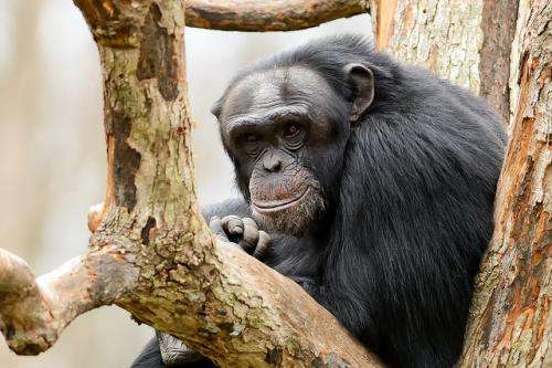 No monkeying around—animals can and will have human rights