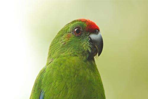 Norfolk Island's endangered Green Parrot numbers on the rise