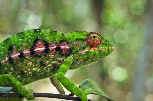 No single explanation for biodiversity in Madagascar