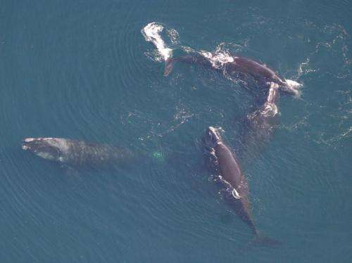 Notifying speeding mariners lowers ship speeds in areas with North Atlantic right whales