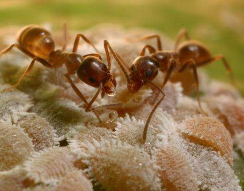 Novel 'attract-and-kill' approach could help tackle Argentine ants