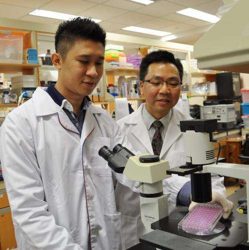 NUS study shows effectiveness of artesunate, a common herbal-based anti-malarial drug, in controlling asthma