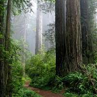 Nutrient-rich forests absorb more carbon