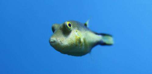 Ocean acidification leaving fish in the dark