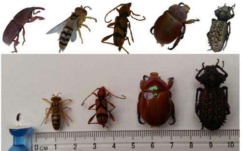 'Off-the-shelf' equipment used to digitize insects in 3-D