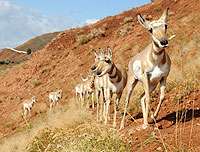 Oil and gas field development may affect Wyoming pronghorn population