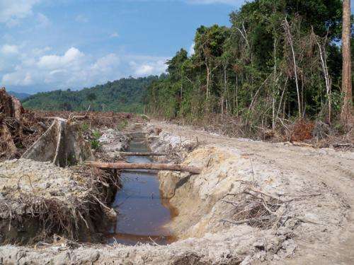Oil palm plantations threaten water quality, scientists say