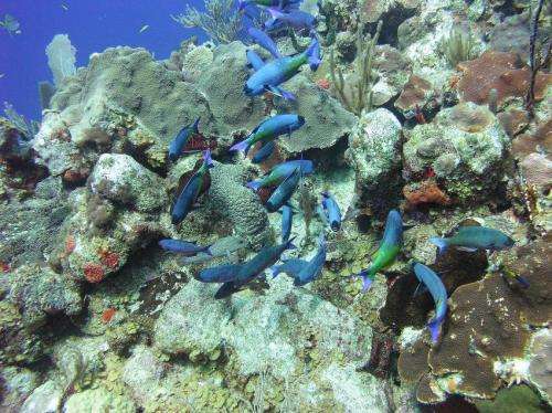 Older coral species more hardy, UT Arlington biologists say