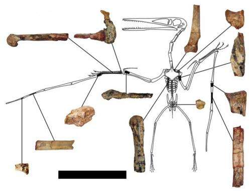 Oldest pterodactyloid species discovered, named by international team of researchers