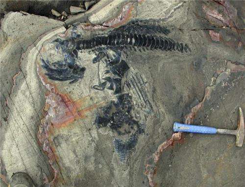 One of the world’s most significant finds of marine reptile fossils from the cretaceous period