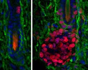 One signal means different things to stem cells versus their progeny