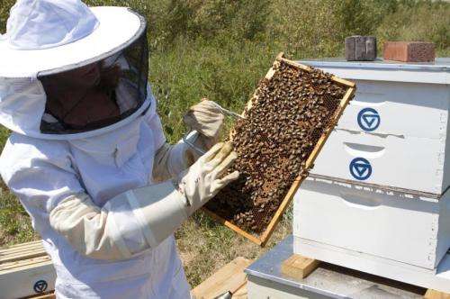Online network connects honeybee keepers and researchers