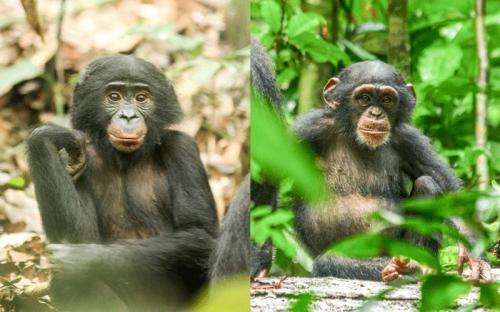Onset of puberty in female bonobos precedes that of chimpanzees