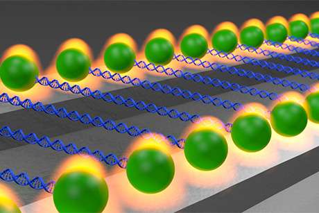 Optical traps on chip manipulate many molecules at once