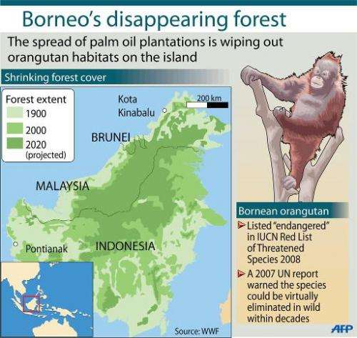 Orangutans are endangered by the spread of palm oil plantations on the island of Borneo, which is shared by Malaysia, Indonesia 