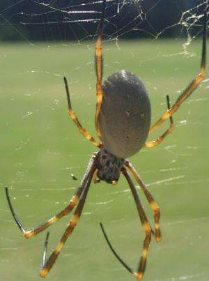 Orb-weaving spiders living in urban areas may be larger