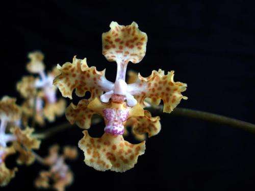 Orchid named after UC Riverside researcher