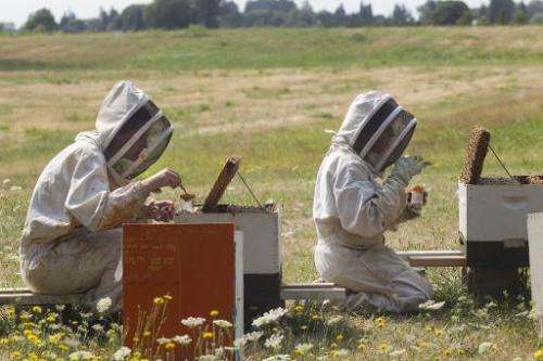 Oregon State University bee researchers collect &quot;nurse bees&quot; from hives outside on August 5, 2014 in Corvallis, Oregon