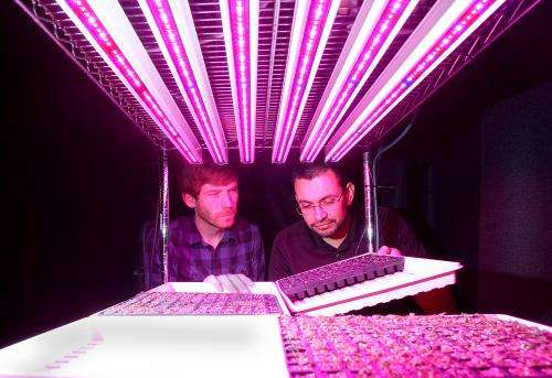 Ornamental plant seedlings grown with LED lights at Purdue