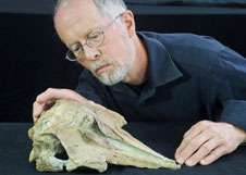 Otago researchers reveal new NZ fossil dolphin