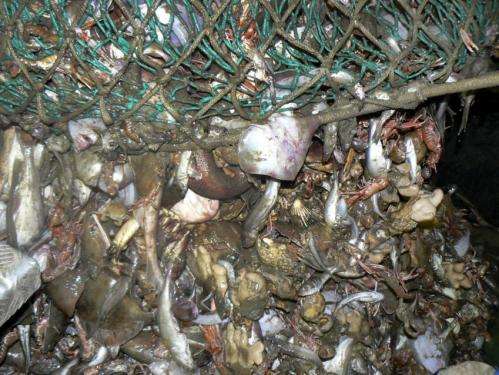 Overfishing in the English Channel leaves fisherman scraping the bottom of the barrel