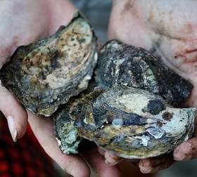Oysters act as sensitive indicators of contamination