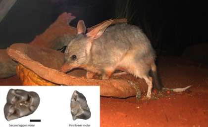 Palaeontologists unearth rare 15–million–year–old bilby