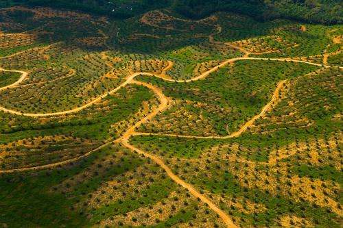 Palm oil sustainability body to expel non-compliant companies