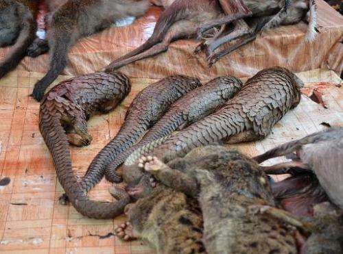Pangolins and other animals are displayed for sale at the Owendo market in Libreville on August 8, 2014