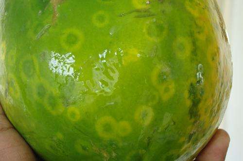 Mexican technology saves papaya production by detecting virus