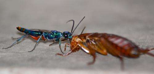 Parasitic wasp turns roaches into zombie slaves using neurotoxic cocktail
