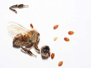 Parasitized honey bees discovered for first time in mid-Atlantic region