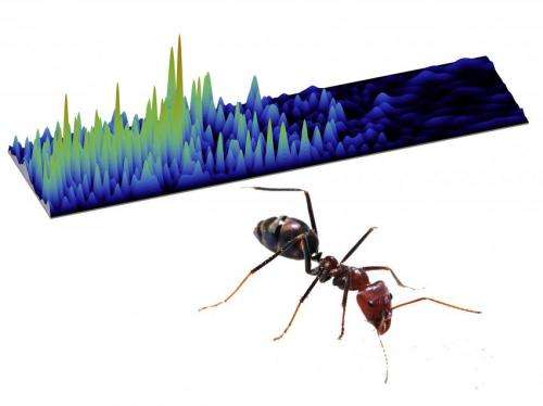 Particles, waves and ants