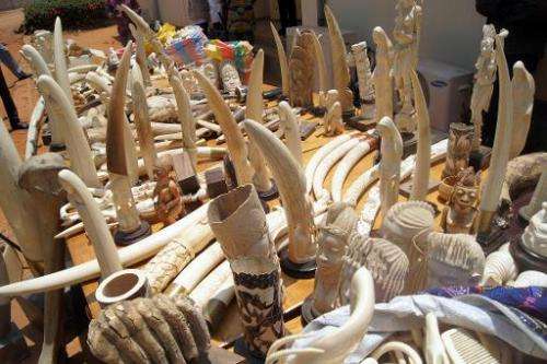 Part of a 700kg ivory haul seized on August 6, 2013 by the Togolese police