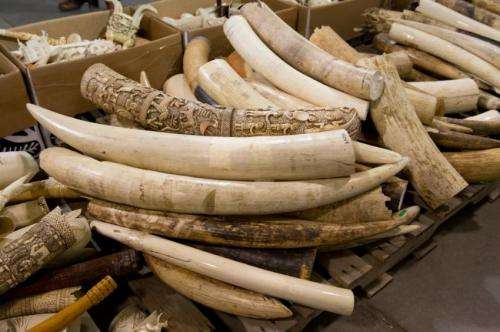 Peer-reviewed paper says all ivory markets must close