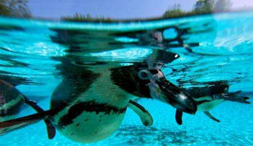 Penguins are photographed swimming in their enclosure at London Zoo on July 17, 2013