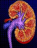 People with kidney disease show higher cancer risk in study