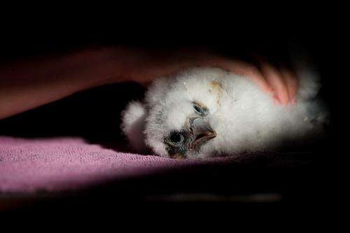 Peregrine chicks lost in recent inclement weather