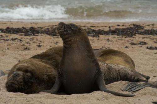 Peruvian authorities are investigating the deaths of some 500 sea lions that appeared on a northern beach