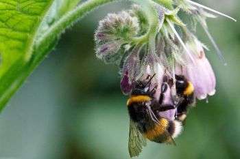 Pesticides impair bees’ ability to gather food, Sussex researchers find