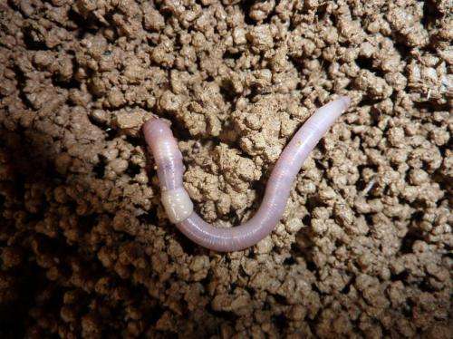 Pesticides make the life of earthworms miserable