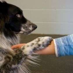Pets and their therapeutic effects
