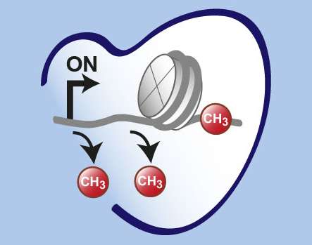 pharmacologists identify switches that play an important role for the cardiac gene program