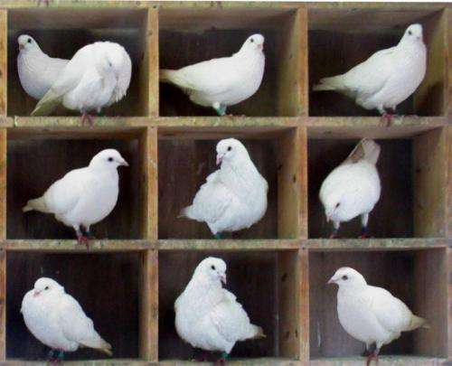 Physicists discuss quantum pigeonhole principle