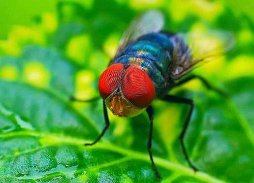 Physicists eye neural fly data, find formula for Zipf's law