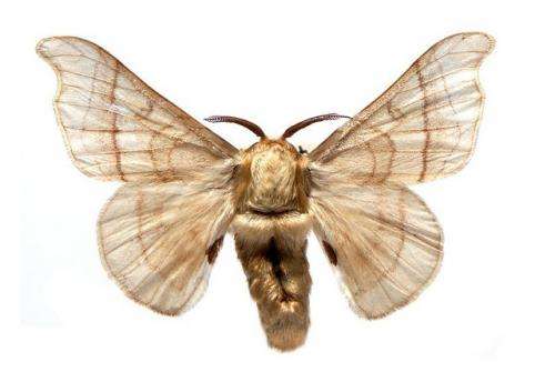 Physicists solve longstanding puzzle of how moths find distant mates
