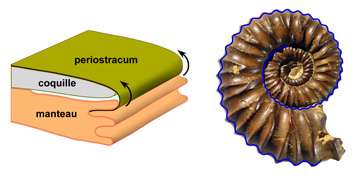 Physics determined ammonite shell shape